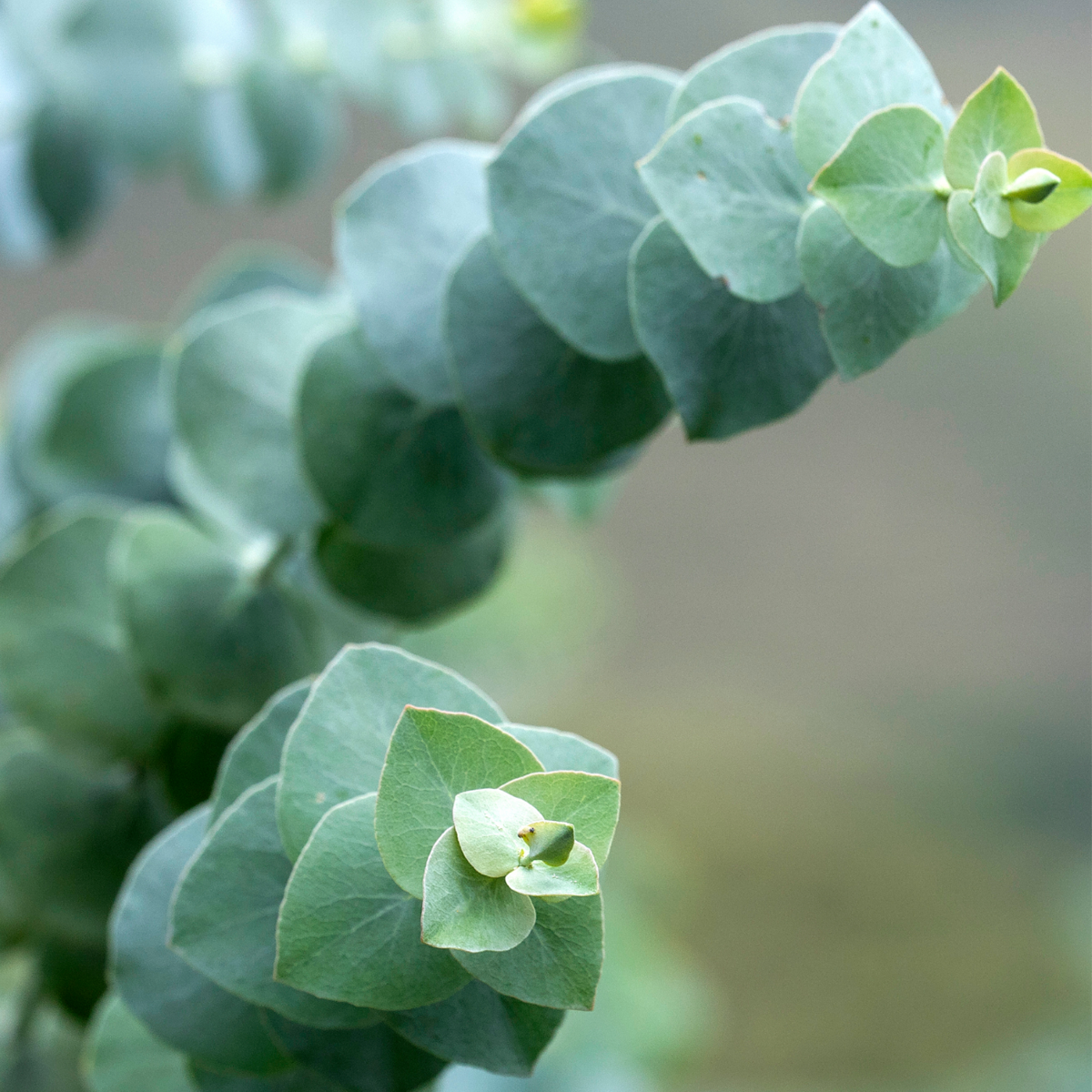 Gum bush - Eucalyptus pulverulenta 'Baby Blue' - Height 40-50cm - ⌀19cm