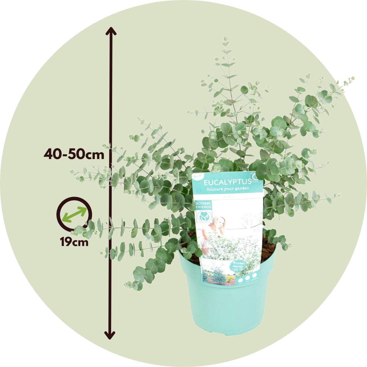 Gum bush - Eucalyptus pulverulenta 'Baby Blue' - Height 40-50cm - ⌀19cm