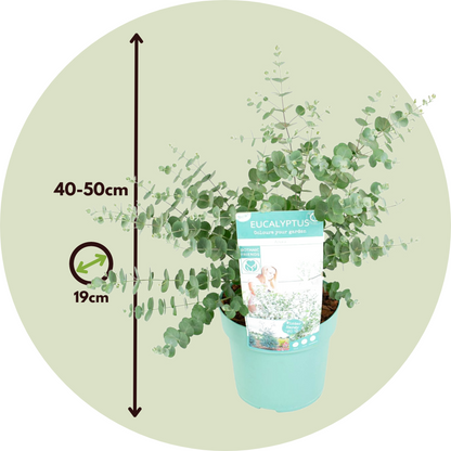 Gum bush - Eucalyptus pulverulenta 'Baby Blue' - Height 40-50cm - ⌀19cm