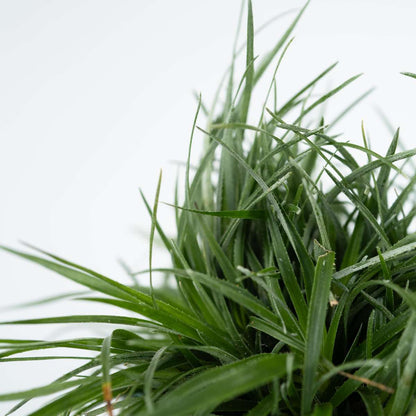 Bromeliad - 2 pcs. - Fascicularia - Height 20-30cm - ⌀13cm