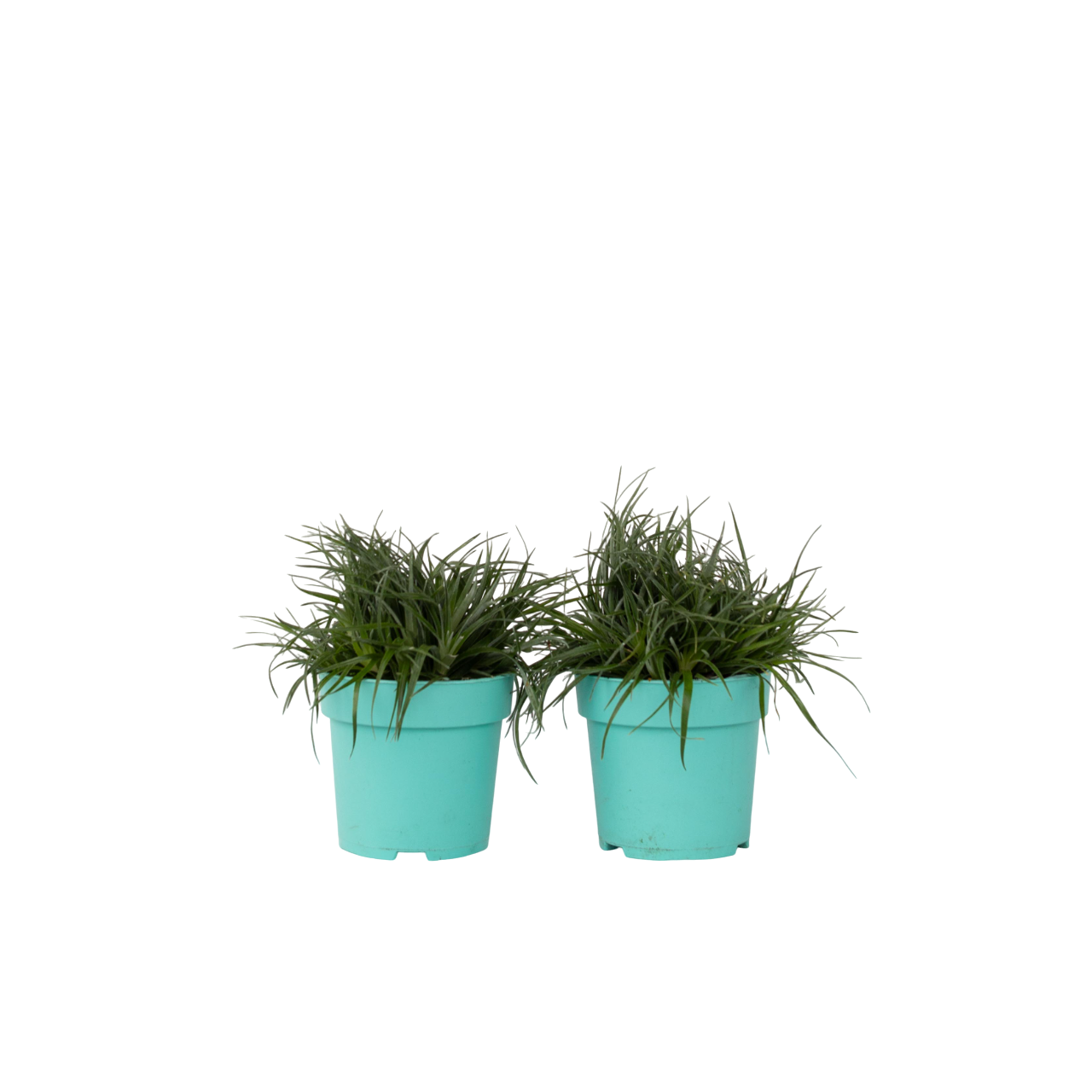 Bromeliad - 2 pcs. - Fascicularia - Height 20-30cm - ⌀13cm