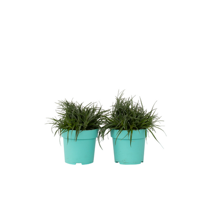 Bromeliad - 2 pcs. - Fascicularia - Height 20-30cm - ⌀13cm