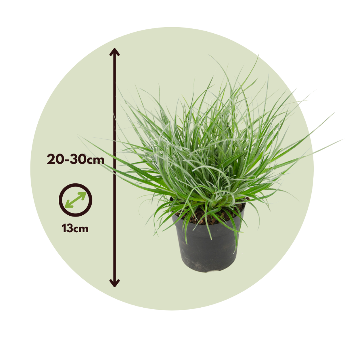 Bromeliad - 2 pcs. - Fascicularia - Height 20-30cm - ⌀13cm