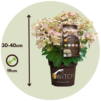 Hortensia - Hydrangea paniculata '(S)witch Ophelia' - Height 30-40cm - ⌀19cm