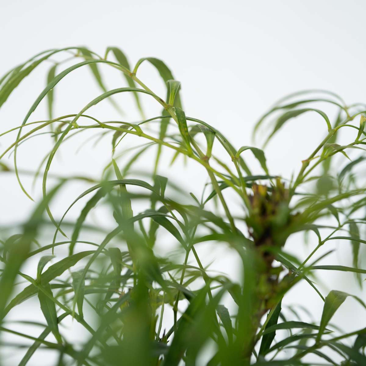 Chinese Mahonia - 2 pcs. - Mahonia eurybracteata - Height 30-40cm - ⌀13cm