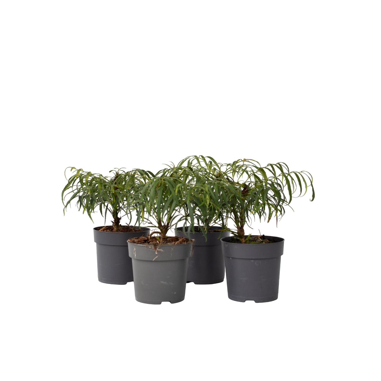 Chinese Mahonia - 4 pcs. - Mahonia eurybracteata - Height 30-40cm - ⌀13cm