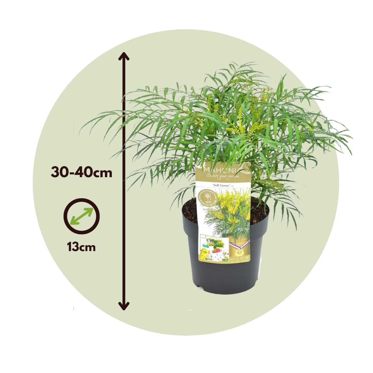 Chinese Mahonia - 4 pcs. - Mahonia eurybracteata - Height 30-40cm - ⌀13cm