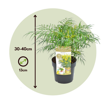 Chinese Mahonia - 4 pcs. - Mahonia eurybracteata - Height 30-40cm - ⌀13cm