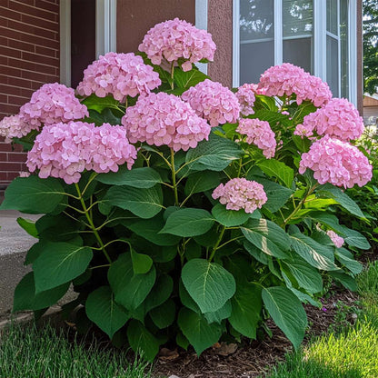 Hortensia - Hydrangea arborescens 'Pink Annabelle' - Height 40-50cm - ⌀19cm