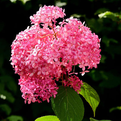 Hortensia - Hydrangea arborescens 'Pink Annabelle' - Height 40-50cm - ⌀19cm