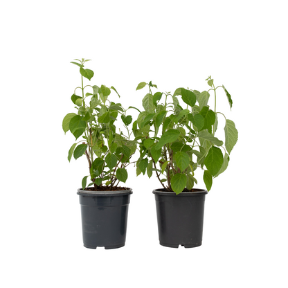 Hortensia - 2 pcs. - Hydrangea arborescens 'Pink Annabelle' - H40-50cm - ⌀19cm