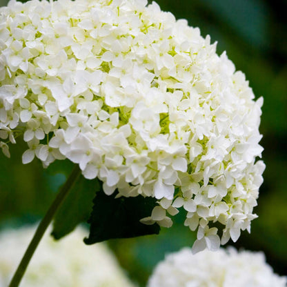 Hortensia - 2 pcs. - Hydrangea 'Strong Annabelle' - Height 30-40cm - ⌀19cm