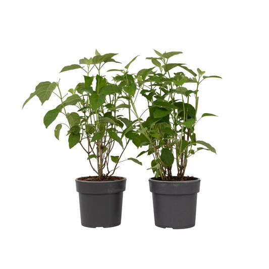 Hortensia - 2 pcs. - Hydrangea 'Strong Annabelle' - Height 30-40cm - ⌀19cm