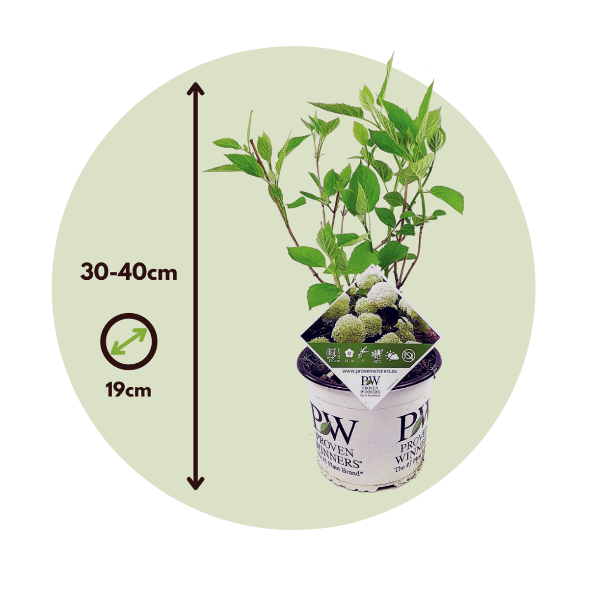 Hortensia - 2 pcs. - Hydrangea 'Strong Annabelle' - Height 30-40cm - ⌀19cm