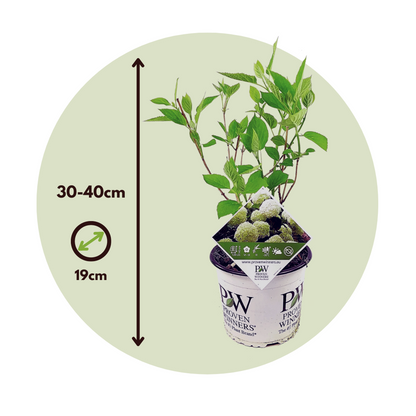 Hortensia - 2 pcs. - Hydrangea 'Strong Annabelle' - Height 30-40cm - ⌀19cm