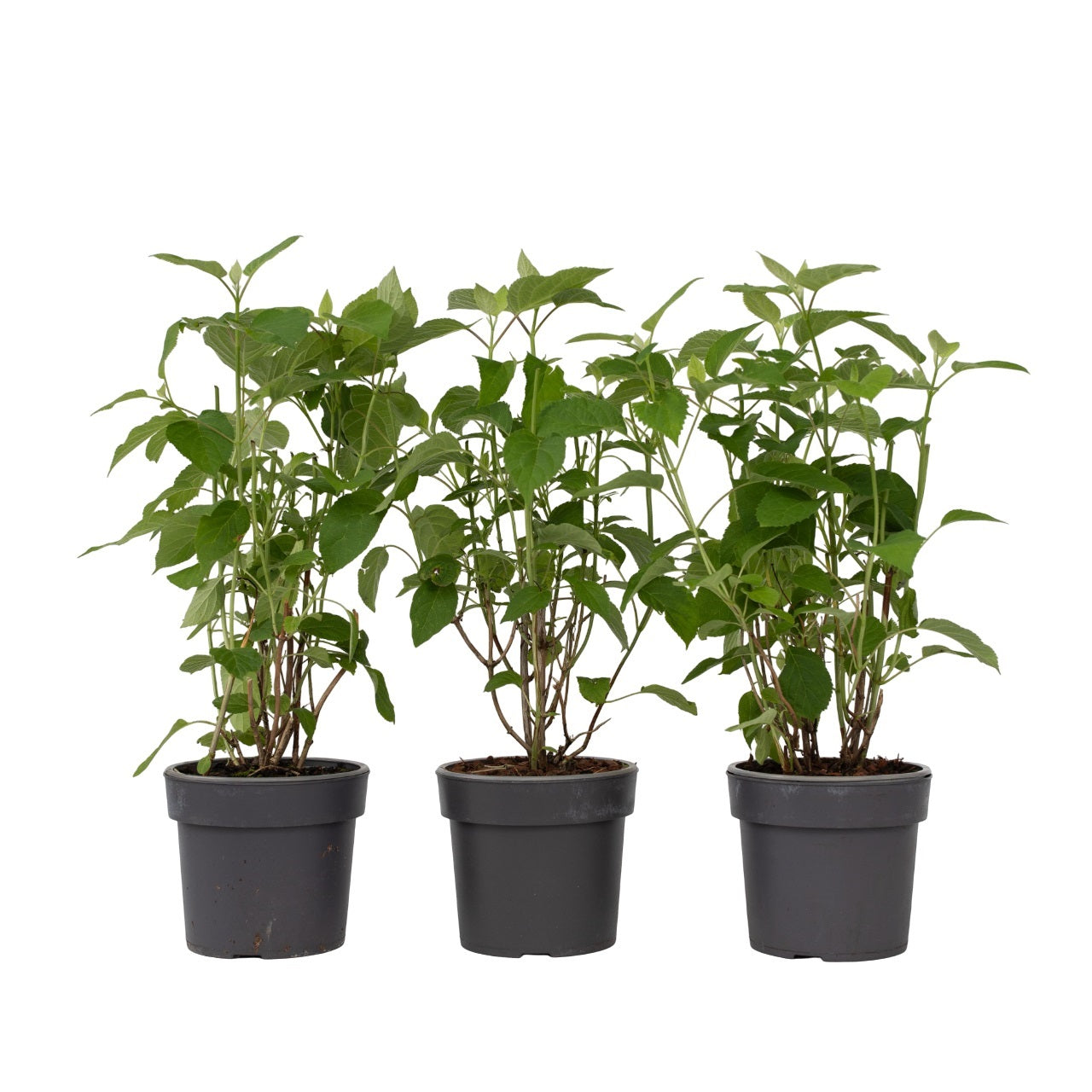 Hortensia - 3 pcs. - Hydrangea 'Strong Annabelle' - Height 30-40cm - ⌀19cm