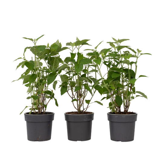 Hortensia - 3 pcs. - Hydrangea 'Strong Annabelle' - Height 30-40cm - ⌀19cm