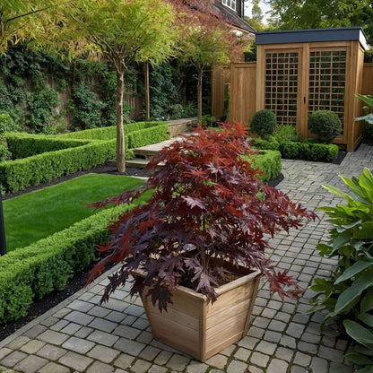 Japanese maple - 2 pcs. - Acer palmatum 'Black Lace' - Height 60-70cm - ⌀19cm