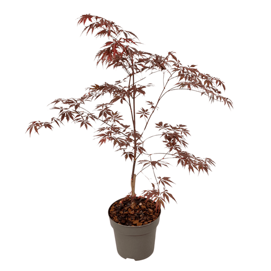 Japanese maple - Acer palmatum 'Black Lace' - Height 60-70cm - ⌀19cm