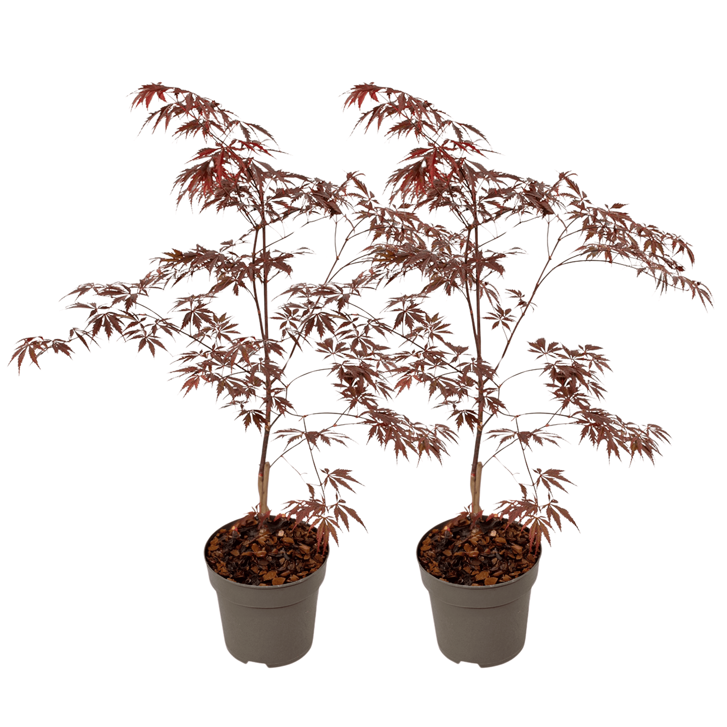 Japanese maple - 2 pcs. - Acer palmatum 'Black Lace' - Height 60-70cm - ⌀19cm