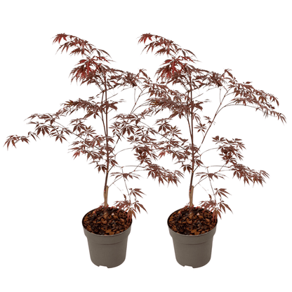 Japanese maple - 2 pcs. - Acer palmatum 'Black Lace' - Height 60-70cm - ⌀19cm