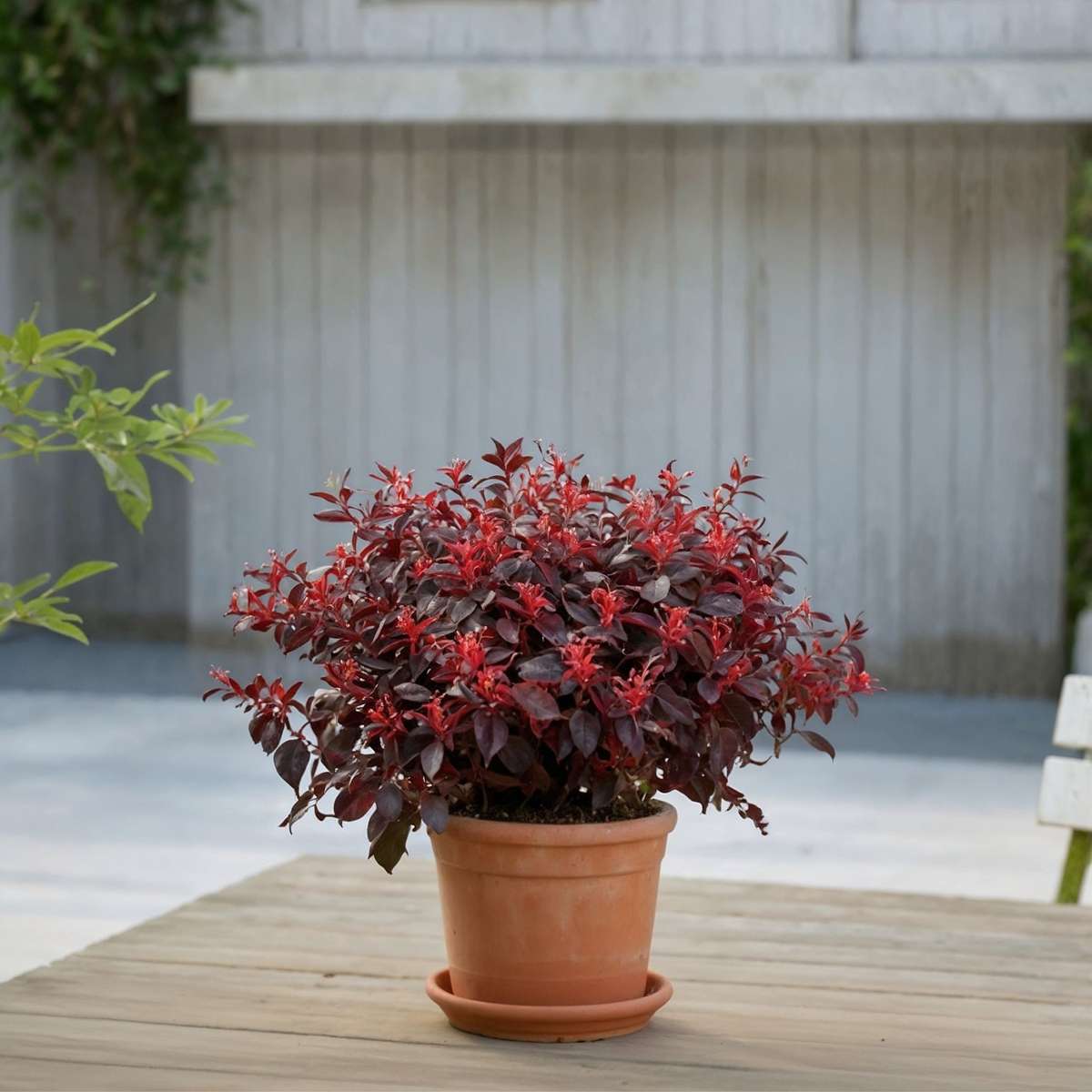 Chinese Fringe Flower - 2 pcs. - Loropetalum 'Ever Red' - Height 25-35cm - ⌀13cm