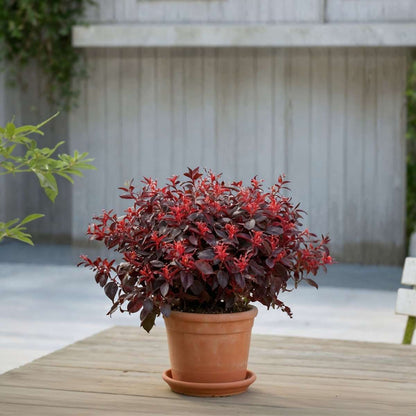 Chinese Fringe Flower - 2 pcs. - Loropetalum 'Ever Red' - Height 25-35cm - ⌀13cm