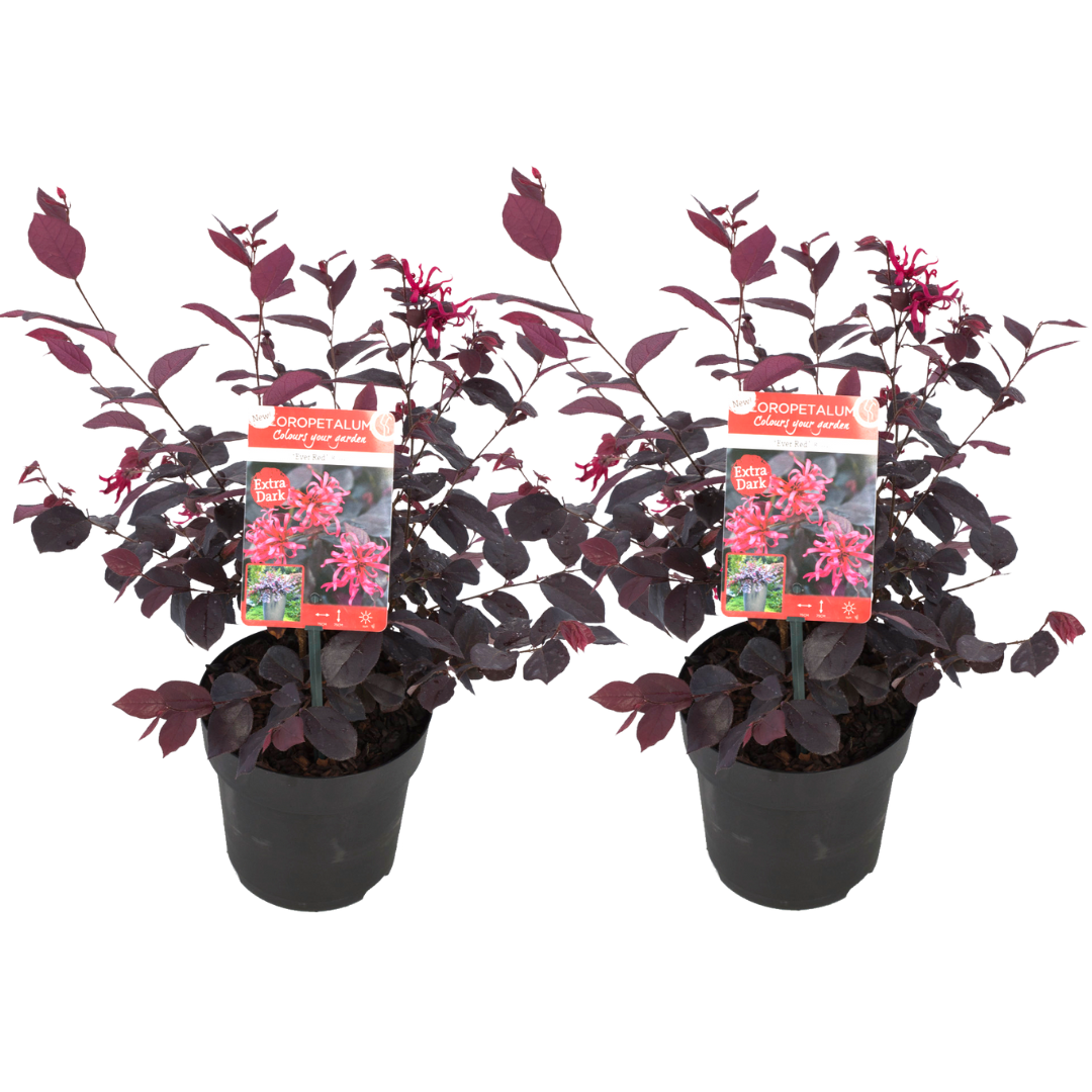 Chinese Fringe Flower - 2 pcs. - Loropetalum 'Ever Red' - Height 25-35cm - ⌀13cm