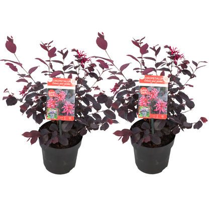 Chinese Fringe Flower - 2 pcs. - Loropetalum 'Ever Red' - Height 25-35cm - ⌀13cm