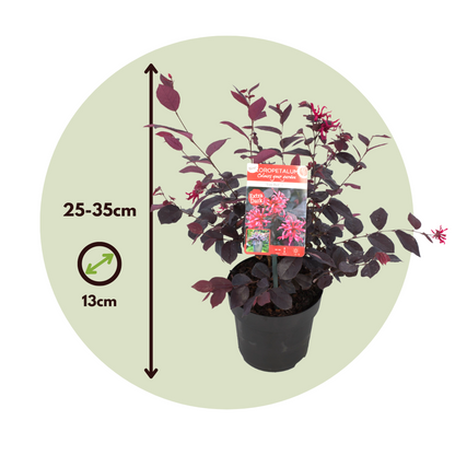 Chinese Fringe Flower - 2 pcs. - Loropetalum 'Ever Red' - Height 25-35cm - ⌀13cm