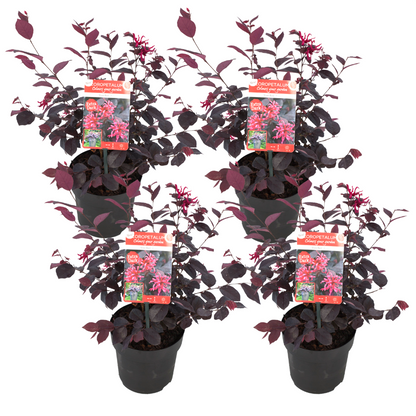 Chinese Fringe Flower - 4 pcs. - Loropetalum 'Ever Red' - Height 25-35cm - ⌀13cm