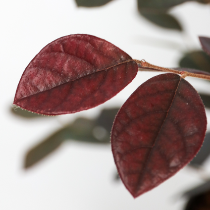 Chinese Fringe flower - 2 pcs. - Loropetalum 'Fire Dance' - H30-40cm - ⌀15cm