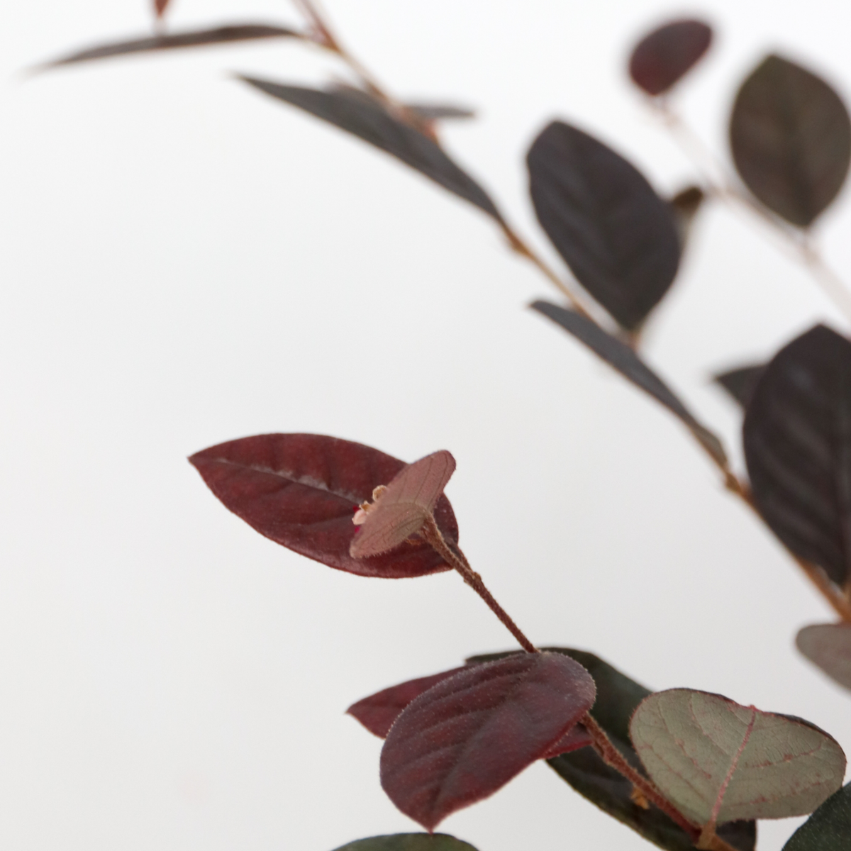 Chinese Fringe flower - 2 pcs. - Loropetalum 'Fire Dance' - H30-40cm - ⌀15cm