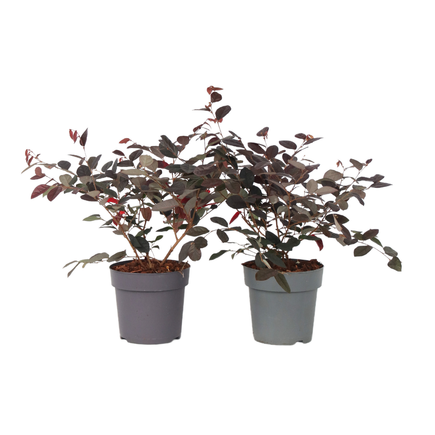 Chinese Fringe flower - 2 pcs. - Loropetalum 'Fire Dance' - H30-40cm - ⌀15cm