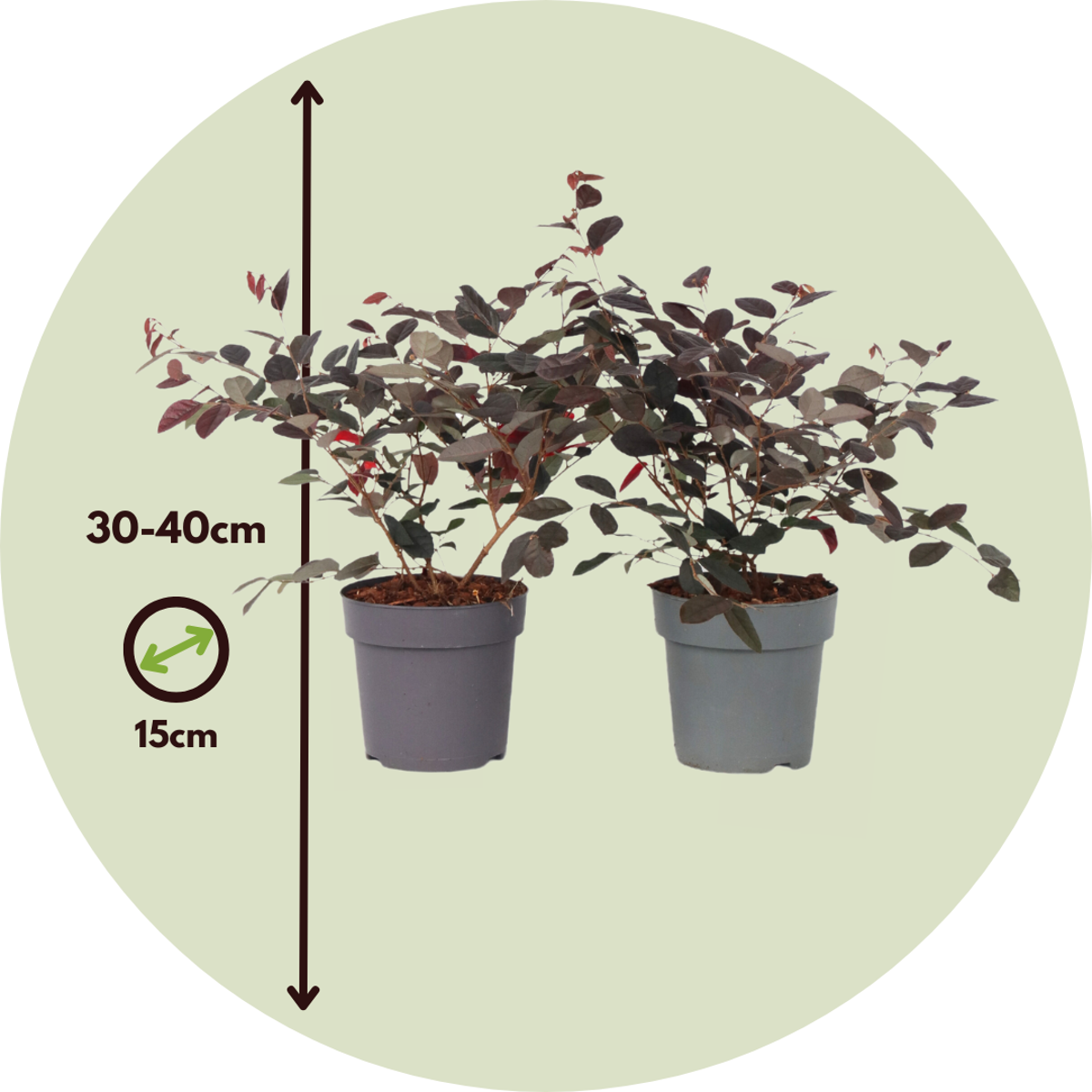 Chinese Fringe flower - 2 pcs. - Loropetalum 'Fire Dance' - H30-40cm - ⌀15cm
