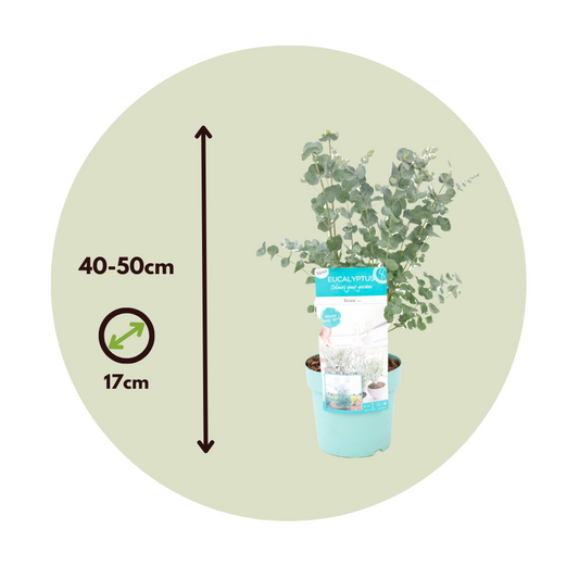 Gum bush - 2 pcs. - Eucalyptus 'Pulverulenta' - Height 40-50cm - ⌀17cm