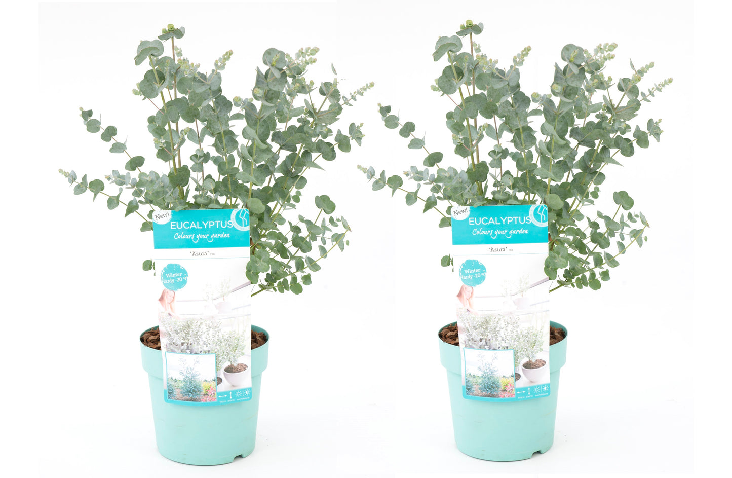 Gum bush - 2 pcs. - Eucalyptus 'Pulverulenta' - Height 40-50cm - ⌀17cm