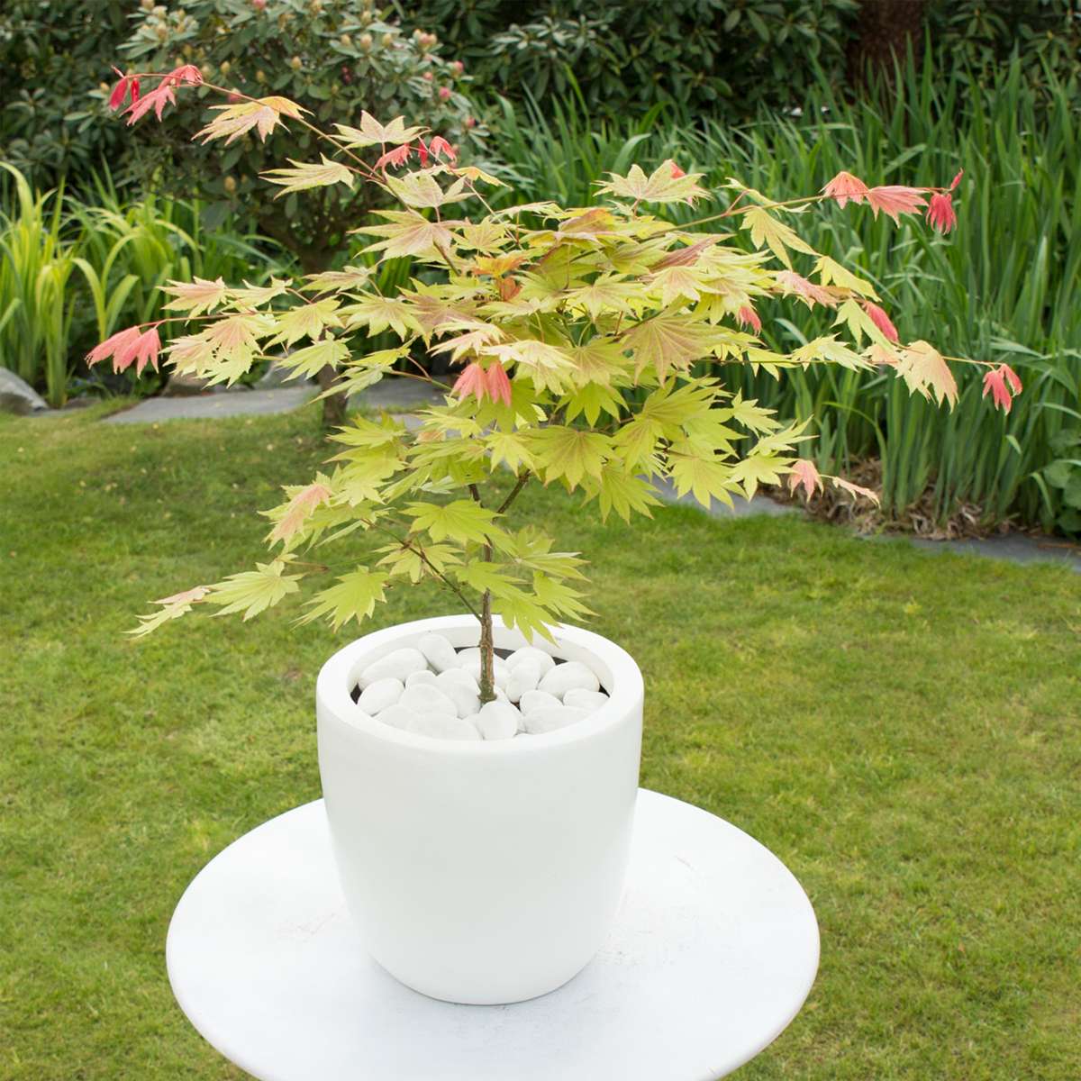 Japanese maple - Acer palmatum 'Moonrise' - Height 80-90cm - ⌀19cm
