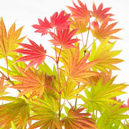 Japanese maple - Acer palmatum 'Moonrise' - Height 80-90cm - ⌀19cm