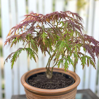 Japanese maple - Acer palmatum 'Inaba-shidare' - Height 30-40cm - ⌀13cm