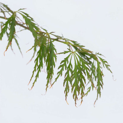 Japanese maple - Acer palmatum 'Inaba-shidare' - Height 30-40cm - ⌀13cm