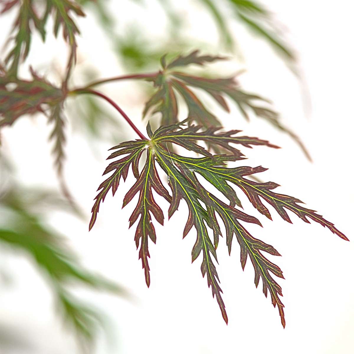 Japanese maple - Acer palmatum 'Inaba-shidare' - Height 30-40cm - ⌀13cm