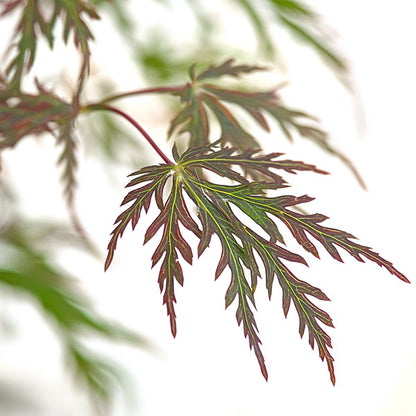 Japanese maple - Acer palmatum 'Inaba-shidare' - Height 30-40cm - ⌀13cm