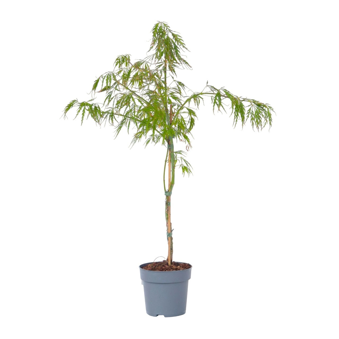 Japanese maple - Acer palmatum 'Inaba-shidare' - Height 30-40cm - ⌀13cm