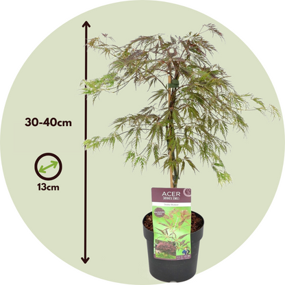 Japanese maple - Acer palmatum 'Inaba-shidare' - Height 30-40cm - ⌀13cm