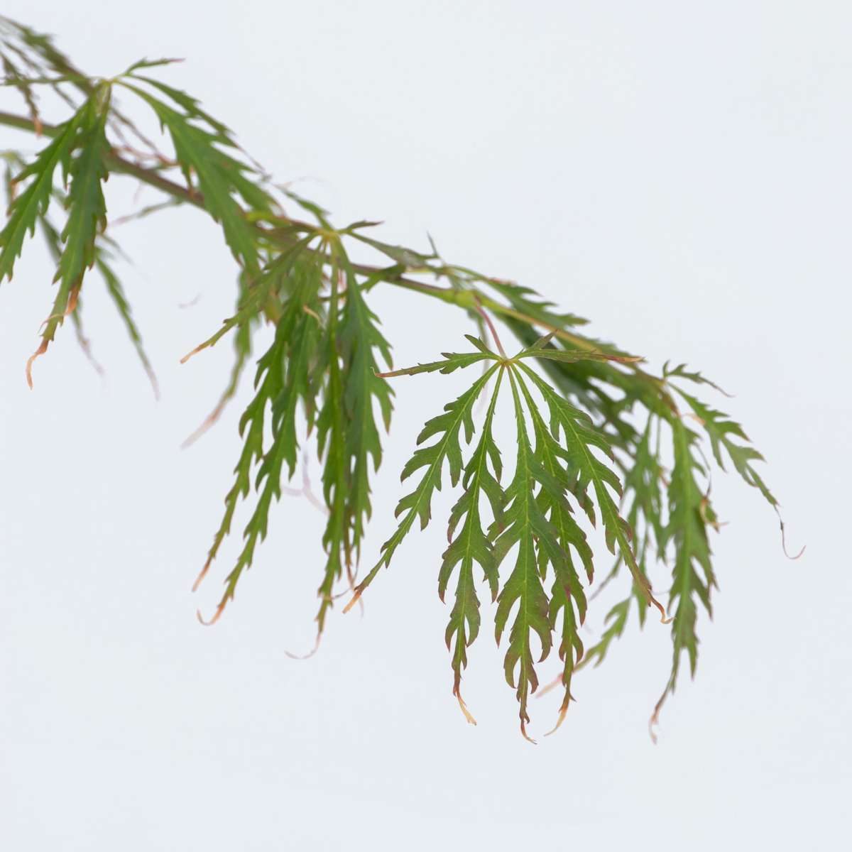 Japanese maple - 2 pcs. - Acer palmatum 'Inaba-shidare' - Height 30-40cm - ⌀13cm