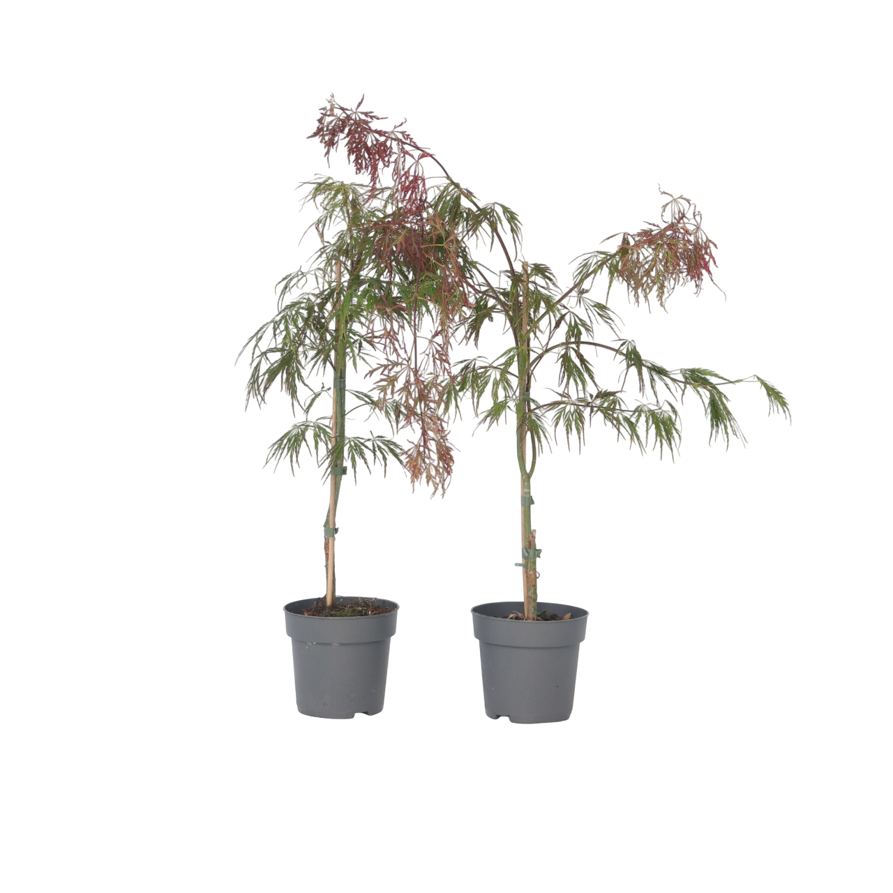 Japanese maple - 2 pcs. - Acer palmatum 'Inaba-shidare' - Height 30-40cm - ⌀13cm