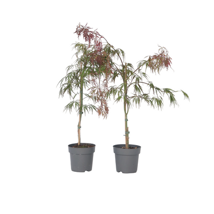 Japanese maple - 2 pcs. - Acer palmatum 'Inaba-shidare' - Height 30-40cm - ⌀13cm