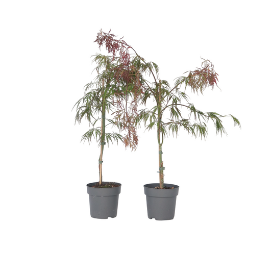 Japanese maple - 2 pcs. - Acer palmatum 'Inaba-shidare' - Height 30-40cm - ⌀13cm