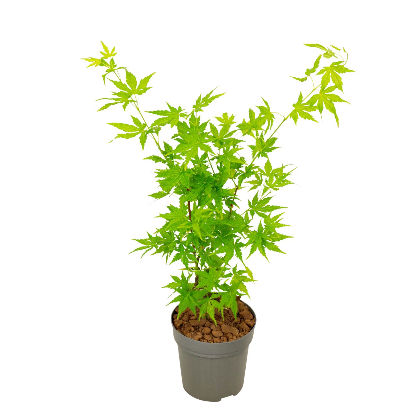 Japanese maple - Acer palmatum 'Going Green' - Height 25-40cm - ⌀10,5cm